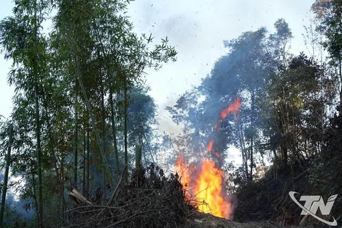 Cháy bùng phát mạnh do có nhiều lá cây khô khiến các lực lượng chữa cháy tại chỗ gặp nhiều khó khăn.