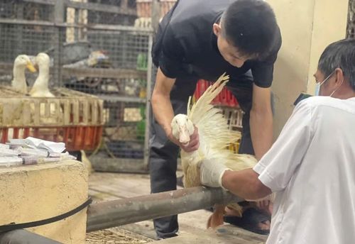 Đoàn Kiểm tra liên ngành lấy mẫu xét nghiệm cúm gia cầm.