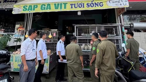 Lực lượng chức năng kiểm tra các điểm kinh doanh gia cầm sống để kiểm soát nguồn gốc, điều kiện vệ sinh và nguy cơ dịch bệnh.