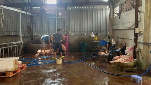 Việc giết mổ heo không đảm bảo điều kiện vệ sinh.
