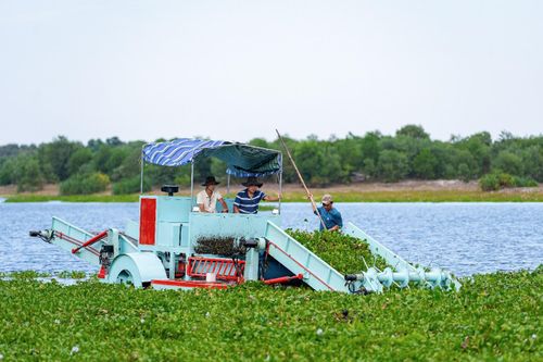 Sau khi cắt và thu gom, bèo lục bình được xử lý, tận dụng làm nguyên liệu ủ gốc và sản xuất phân bón phục vụ nông nghiệp.