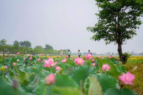 Đến Huế vào tháng 6, du khách sẽ có cơ hội tham quan, trải nghiệm và lưu giữ những khoảnh khắc đẹp trong mùa sen nở. Ảnh: VGP/Lê Hoàng