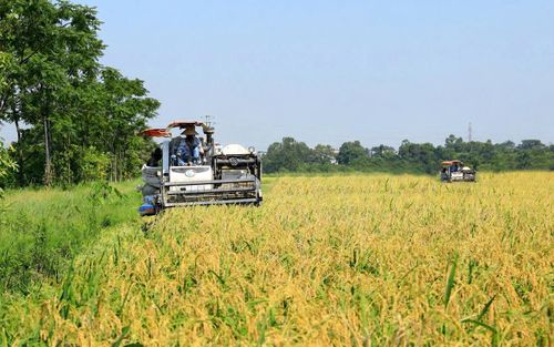 Máy gặt đập liên hợp thu hoạch lúa tại xã Thạch Thất.