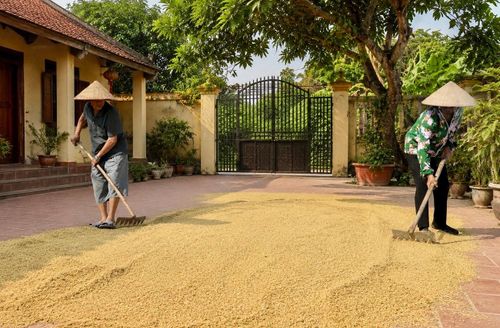 Tranh thủ trời nắng, nông dân xã Quang Minh phơi thóc sau thu hoạch.