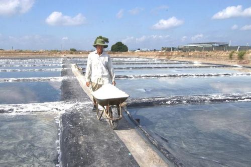 Muối An Ngãi được nhiều cơ sở sản xuất nước mắm tin dùng để ủ chượp.