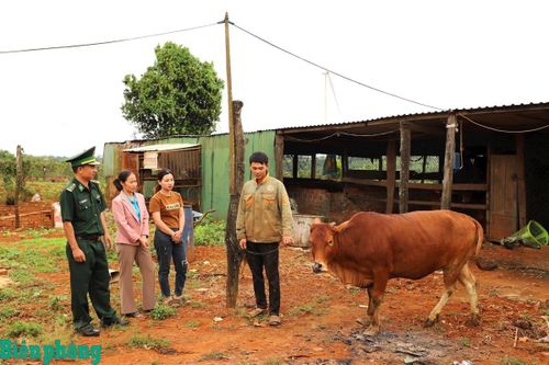 Cán bộ Bộ đội Biên phòng tỉnh Lâm Đồng trao bò giống sinh sản cho các hộ gia đình nghèo nơi biên giới. Ảnh: Đơn vị cung cấp