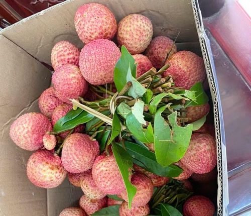 Khách hàng liên tục đặt mua vải u trứng của anh Tuấn với giá hàng trăm nghìn đồng/kg, nhưng không có vải bán.