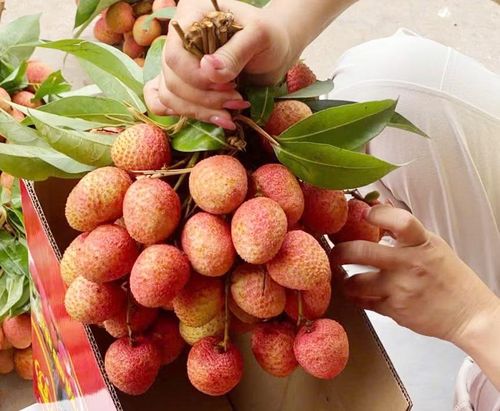 Vải u trứng của anh Nguyễn Hữu Tuấn bán với giá 300.000 đồng/kg.