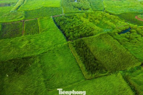 Những cánh đồng cói xanh mướt trải dài ngút tầm mắt giữa nắng đầu hè. Ảnh: Văn Hải