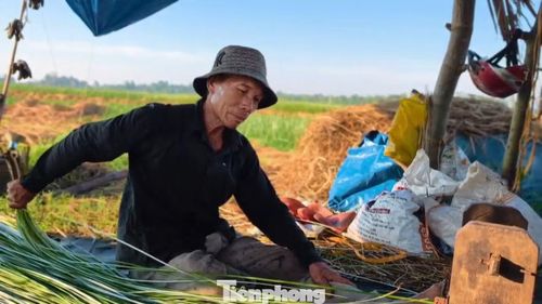  Ông Nguyễn Ngộ (ở phường Hoài Nhơn Bắc) cho biết, gia đình ông đã ba đời gắn bó với nghề dệt chiếu. Mỗi năm bước vào hai vụ thu hoạch cói, kéo dài từ khoảng tháng 3 đến tháng 7. 