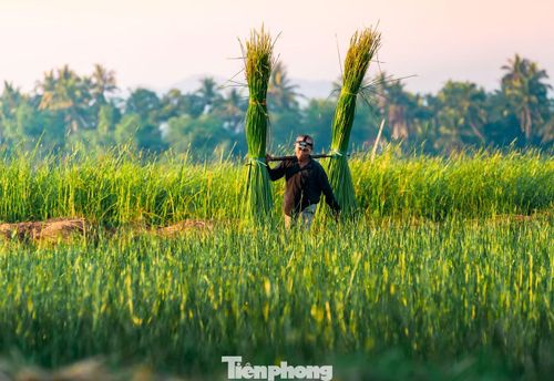  Điều khiến nhiều người làm nghề ở Hoài Nhơn Bắc trăn trở nhất hiện nay là lớp trẻ ngày càng ít gắn bó với nghề, một phần bởi do công việc vất vả và thu nhập không ổn định. Ảnh: Văn Hải 