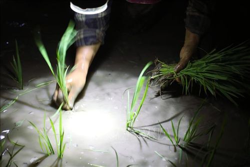 Bóc tách từng cây lúa non cắm sâu chân rễ xuống mặt ruộng trong đêm.