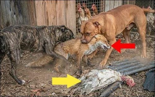 Chó pitbull hạ sát cáo. Ảnh minh họa.