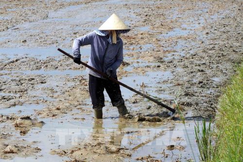 Nông dân Quảng Trị khẩn trương làm đất, gieo cấy lúa vụ Hè Thu. Ảnh: Tá Chuyên - TTXVN