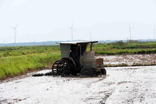 Tỉnh Quảng Trị chú trọng sản xuất liên kết trong vụ Hề Thu để tạo đầu ra ổn định, giúp người dân tiếp cận nguồn vốn, các tiến bộ khoa học kỹ thuật và quy trình sản xuất hiện đại. Ảnh: Tá Chuyên - TTXVN