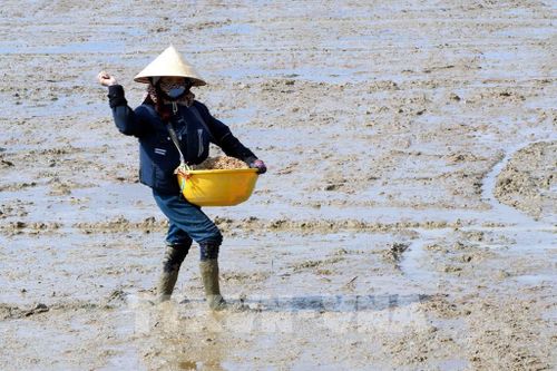 Đến nay các địa phương tỉnh Quảng Trị đã gieo cấy được khoảng 32.000 ha lúa vụ Hè Thu. Ảnh: Tá Chuyên - TTXVN