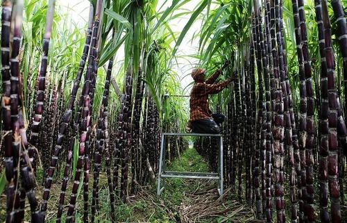 E10 không chỉ là nhiên liệu sạch mà còn là động lực quan trọng thúc đẩy nông nghiệp Việt Nam phát triển bền vững.