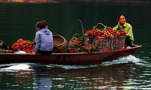 Người dân vùng hồ Cấm Sơn chở vải đi tiêu thụ. 