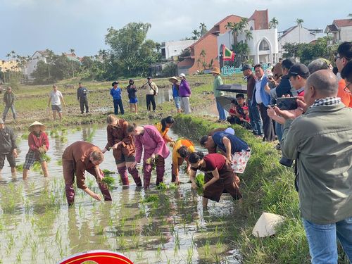 Du khách thích thú khi xuống đồng cấy lúa tại làng quê An Mỹ, phường Hội An Đông. Ảnh: HOÀNG LIÊN