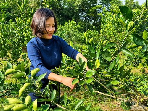 Mô hình trồng cam ruột đỏ của Công ty TNHH Cara Farm Việt Nam, bản Bo Hóng, phường Mường Thanh được cấp mã số vùng trồng. 