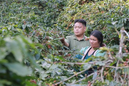 Xã Mường Ảng và Quài Tở có 9,1ha cà phê được cấp mã số vùng trồng. Trong ảnh: Người dân xã Mường Ảng thu hoạch cà phê.