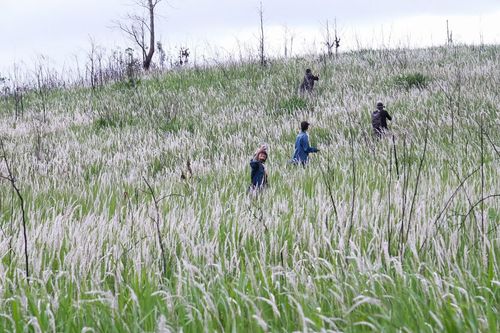  Ngược lên đồi cỏ tranh ở xã Đak Sơ Mei, du khách như lạc giữa một miền mây trắng. Ảnh: Hoàng Ngọc 