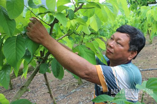 Hội viên nông dân thôn Đồng Lai, xã Hữu Lũng chăm sóc vườn na