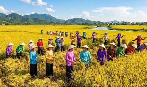 Cập nhật giá lúa gạo sáng 1/6/2026. Hình minh họa