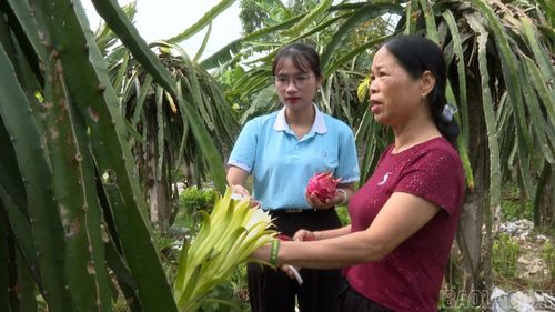Nhiều hộ dân đã mạnh dạn mở rộng diện tích trồng thanh long ruột đỏ.
