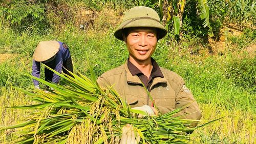 Người nông dân nâng niu từng "hạt ngọc vàng".
