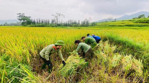 Công an xã Lương Thịnh giúp người dân gặt lúa.