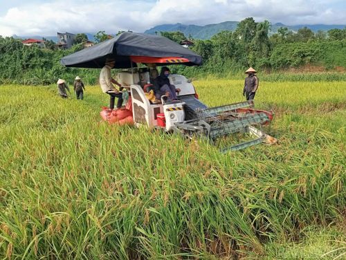 Máy gặt đã được người dân thôn Khe Cạn, xã Đông Cuông đưa vào sản xuất.