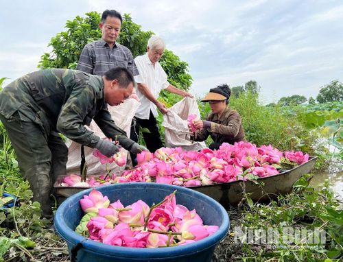 Người dân phường Đồng Văn thu hoạch sen bán cho Cơ sở trà sen Nguyễn Thanh (phường Duy Hà) phục vụ ướp trà sen.