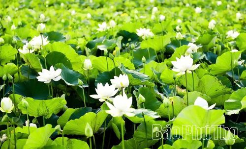 Đầm sen của HTX Nông nghiệp Sen Việt Đức tại khu 4 Sông Lô, phường Thanh Miếu.