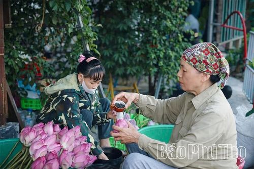 Các thành viên HTX ướp trà sen.