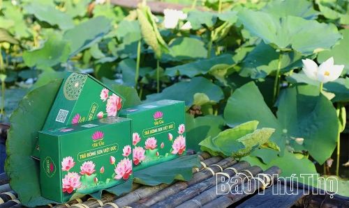Sản phẩm trà bông sen Việt Đức - sản phẩm đạt OCOP 3 sao.