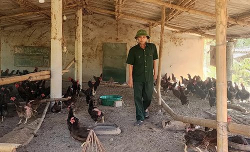 Trang trại chăn nuôi gà mái đẻ của CCB Phạm Thuận - Ảnh: T.L