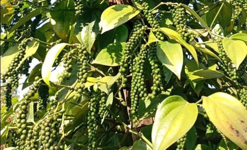 Giá tiêu trong nước tiếp tục duy trì trong khoảng 137.000 - 142.000 đồng/kg. Ảnh minh họa