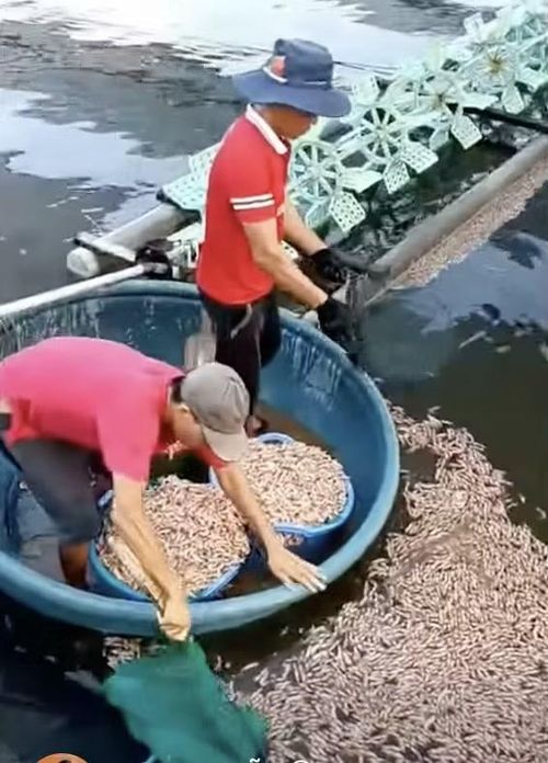 Gia đình ông Đoàn Mạnh Thanh thu gom tôm chết để làm sạch hồ.