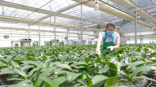 Ứng dụng công nghệ trong trồng hoa lan tại xã Quang Minh (thành phố Hà Nội). Ảnh: Tùng Nguyễn.