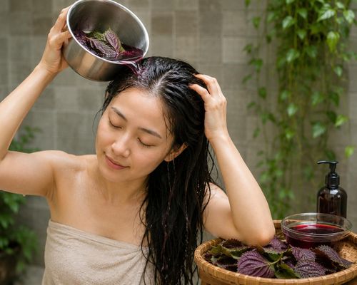 Tía tô có thể hỗ trợ nang tóc khỏe hơn và cải thiện tình trạng tóc khô yếu nếu sử dụng đúng cách.