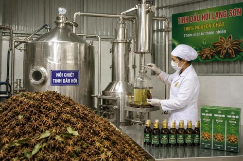 Tinh dầu hồi Lạng Sơn, sản phẩm nông nghiệp xuất khẩu đi nhiều nước.