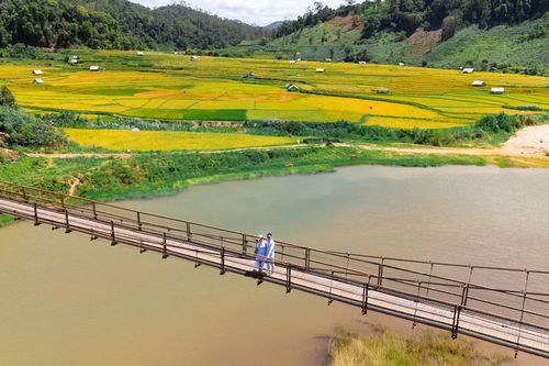  Đứng từ cầu treo Kon Tu Rằng, du khách có thể ngắm những thửa ruộng bậc thang vàng rực ở góc bao quát hơn. Đây là chiếc cầu dài 292 m, được xây dựng năm 1994 và có màu vàng cam ở 2 đầu. Ngoài chức năng giao thông quan trọng, cầu treo Kon Tu Rằng còn mang tính biểu tượng cho văn hóa và du lịch của Kon Tum (cũ). Ảnh: Khánh Duy. 