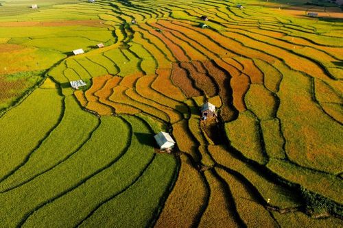  Với người Xơ Đăng và Mơ Nâm nơi đây, lúa gạo được xem như tài sản quý giá nhất của mỗi gia đình. Tại Kon Tu Rằng, bà con không mang lúa về nhà mà để trong những kho trữ lúa nằm rải rác trên thửa ruộng. Thói quen này hình thành từ việc nhà người dân thường được làm từ gỗ, tre và cỏ tranh dễ bốc cháy, họ chọn cách bảo quản lúa gạo xa nhà để tránh rủi ro. Ảnh: Đô Đô/Ghiền Măng Đen. 