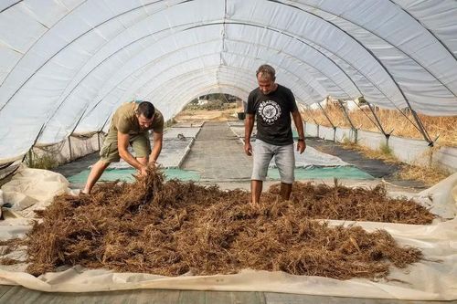 Mọi thời điểm của măng tây miền biển đều có giá trị thương mại. Ảnh: Smithsonianmag.com