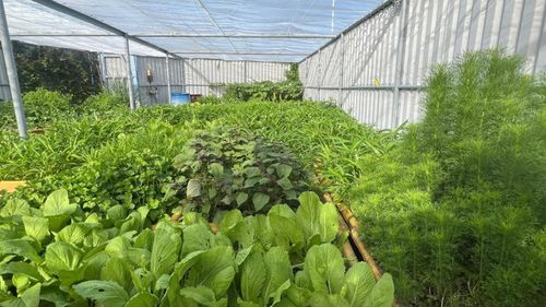 Vườn rau do các chiến sĩ hải quân vun trồng tại Nhà giàn DK1/20.