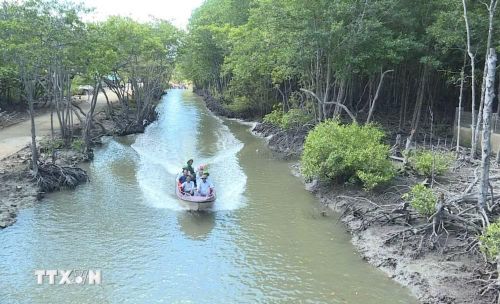 Du khách "trải mình" trong không gian xanh mướt của rừng ngập mặn Cần Giờ. (Ảnh: Hữu Duyên/TTXVN)