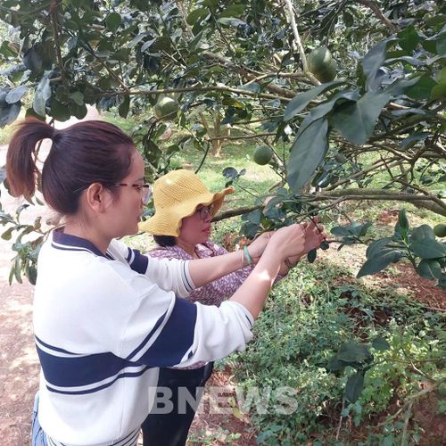 Cán bộ kỹ thuật hướng dẫn xử lý ra hoa trên bưởi da xanh. Ảnh: Bích Hồng/Bnews/vnanet.vn