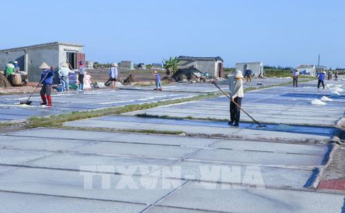 Diêm dân xã Giao Bình tiến hành thu hoạch muối. Ảnh: Công Luật - TTXVN 