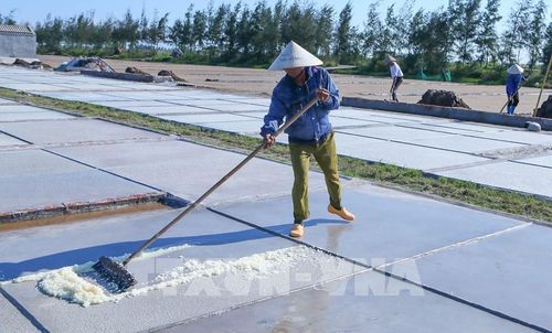 Diêm dân thu gom muối trên sân phơi. Ảnh: Công Luật - TTXVN 